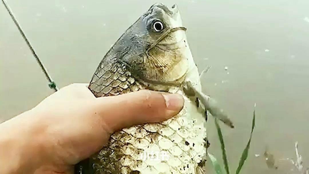 水底奥秘|钓点选在哪鲫鱼钓得多？立夏后钓鱼干货：渔获不理想要尽量少钓草