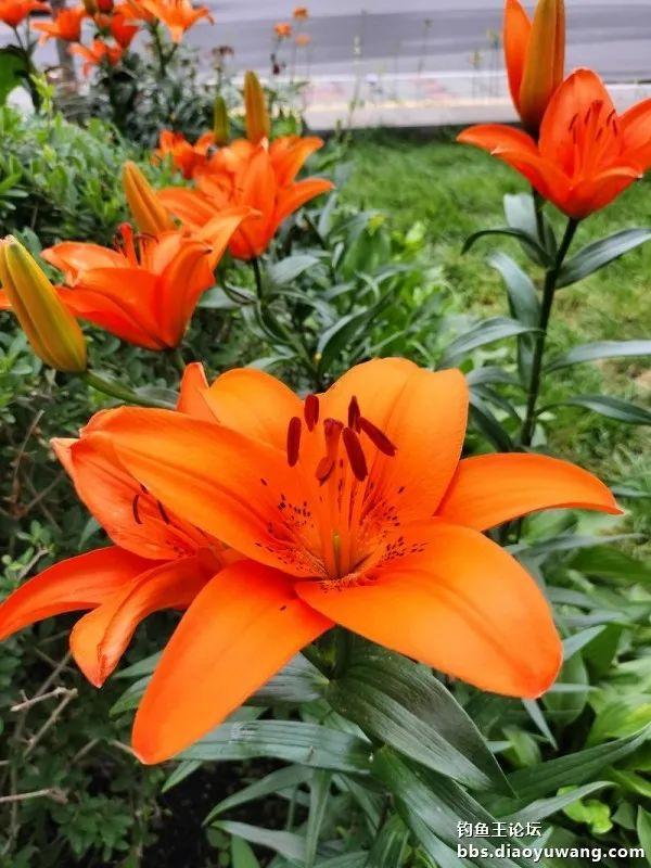 今晚吃鱼效果好，同学同钓兴致高