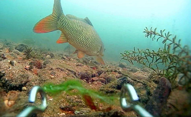 |打好的窝子会“跑”,难怪钓不住鱼,应该怎么应对这种情况?