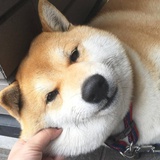 铭晨要减肥