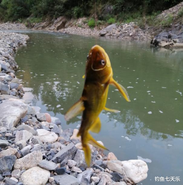 |夏季垂钓黄辣丁,守钓效果不好?这些方法可解决“渔获少”的问题