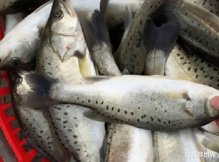鱸魚|買鱸魚，挑“大肚”還是“小肚”的？學(xué)會這幾招魚販都夸你內(nèi)行！