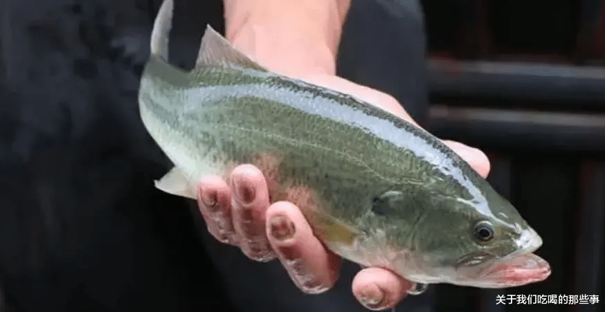 |买鲈鱼时，选“大肚子”还是“小肚子”的？区别很大，弄懂了再买