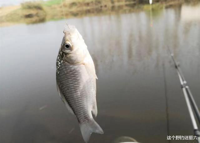 声音对钓鱼影响大吗？没口或总是突然停口，揪出容易被忽视的问题