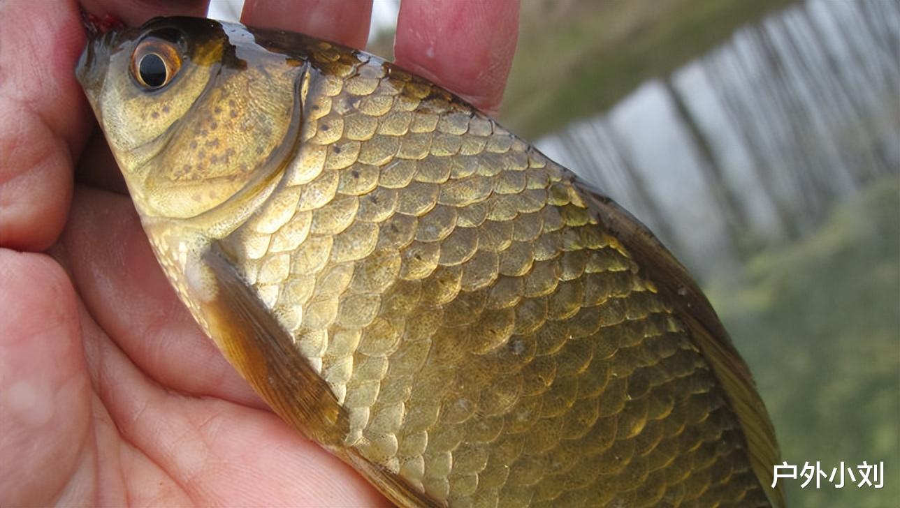 王哲|钓鱼也有外挂，不过正经钓鱼人可看不上