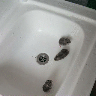 型男 “原来男生的胡子,对颜值至关重要啊,型男变呆瓜!”