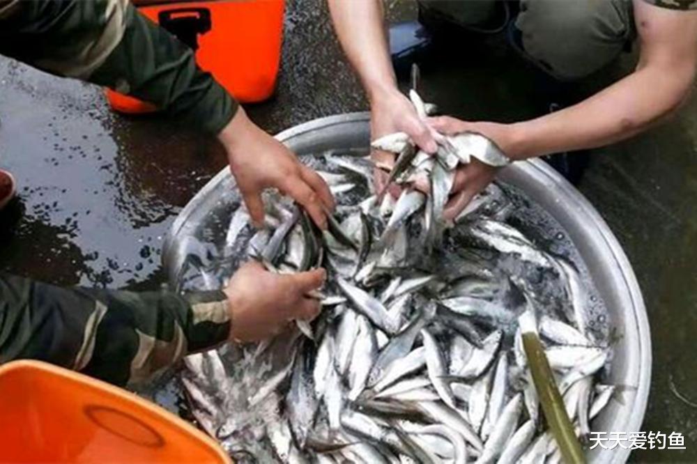 狂拉白条,用七星串钩钓法,一个上午能钓几百条