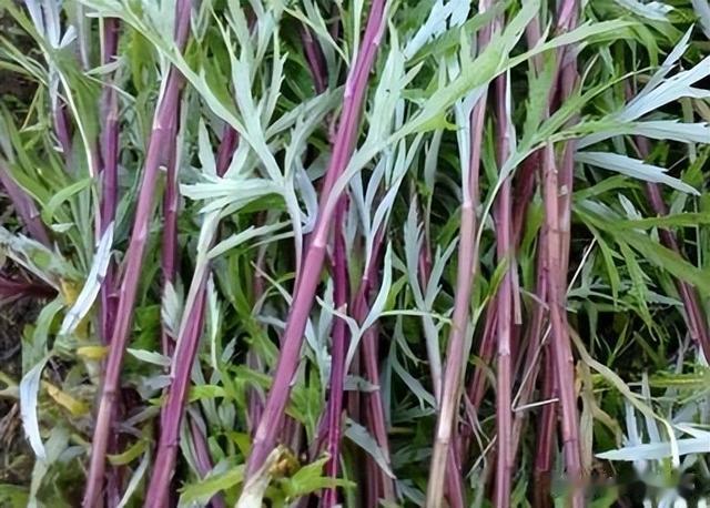 猪油|除了中国猪油,这3种美食老辈人从前天天吃,为啥现在很难见到了