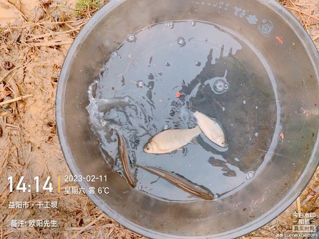 深水区|【钓鱼之家虾粉】阴雨退水鱼难钓,田螺姑娘来报道