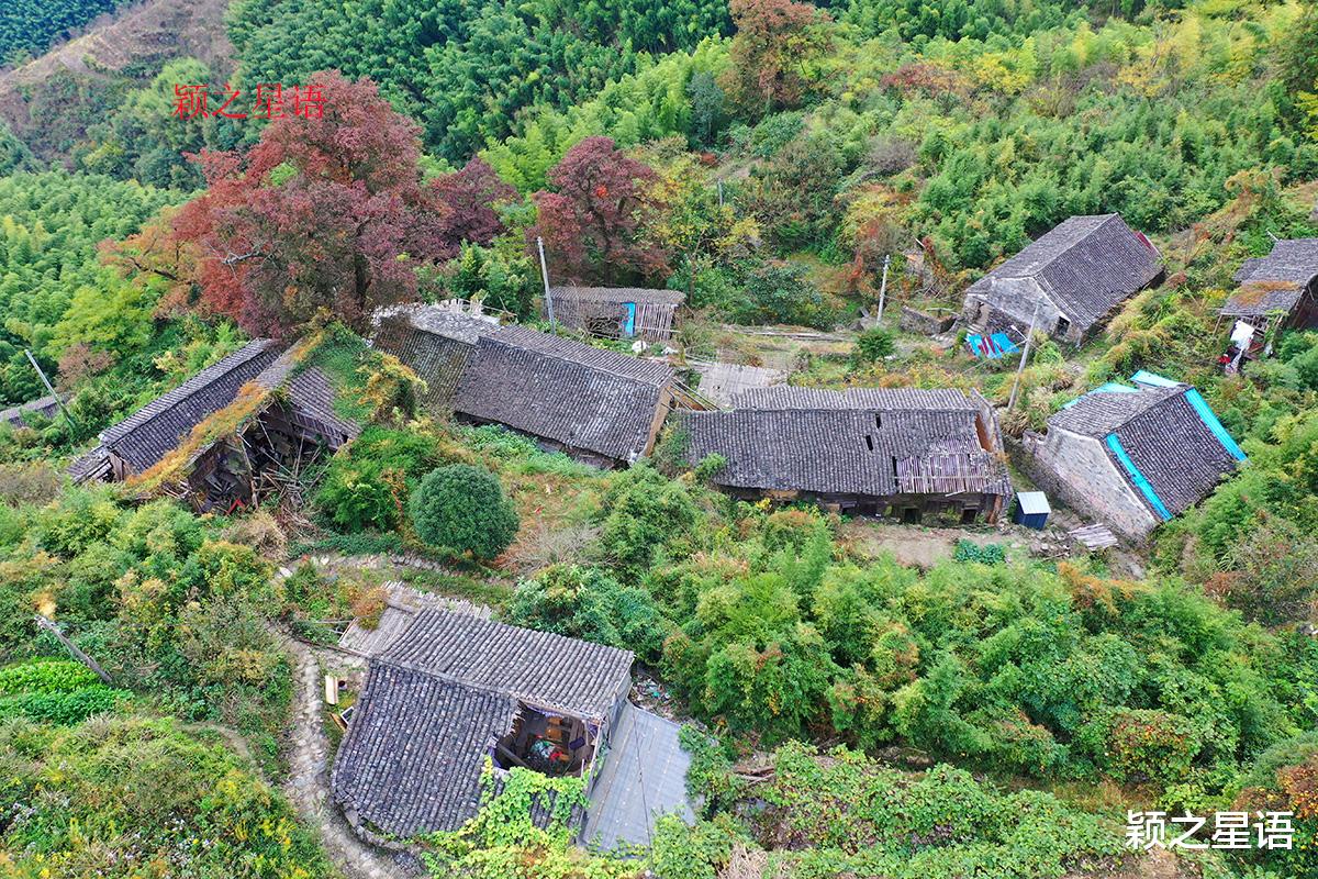 宁波|古村荒废，古树群绚烂，人少而景美的赏秋地