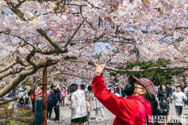 美丽|樱花初绽,中山公园人海了