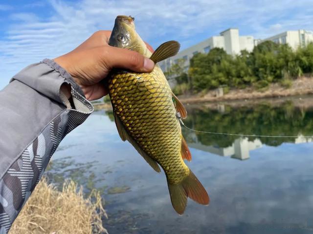 鲤鱼|野钓鲤鱼钩饵最好的状态，别把简单的事情搞复杂，这样调就行！