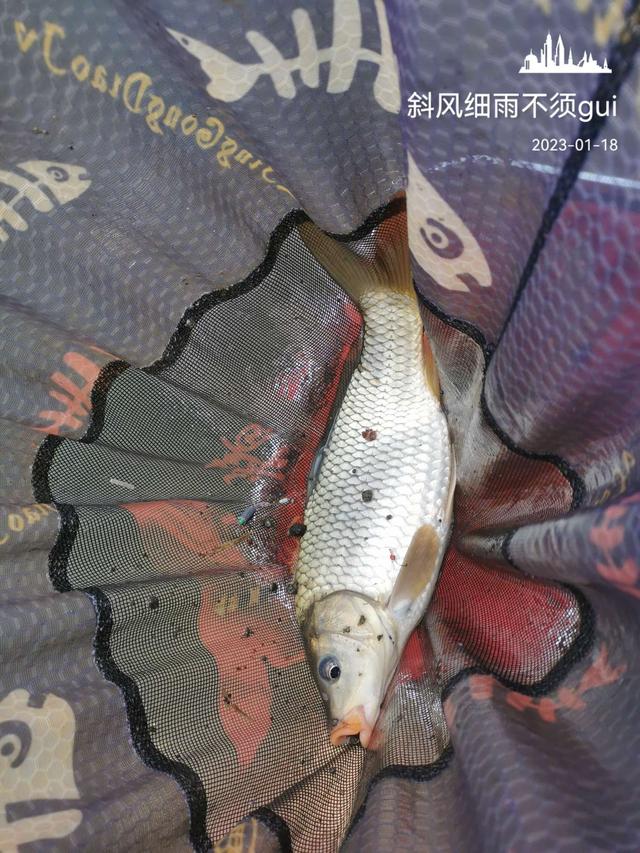 |意外中的意外,耐心作钓终爆护!