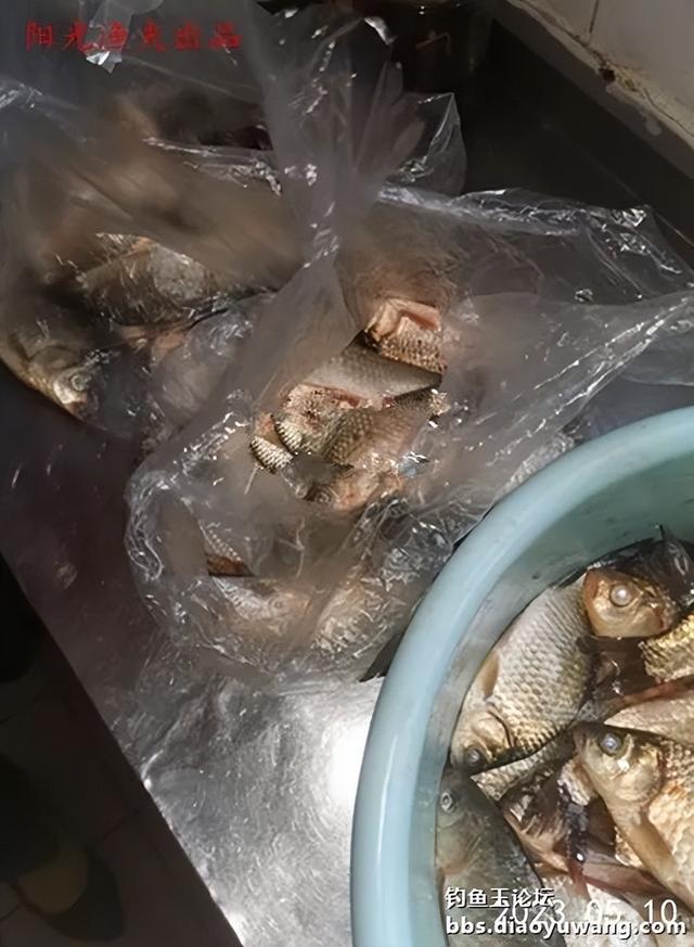 |大鲫加疯杀红虫,野河钓鲫爆护了