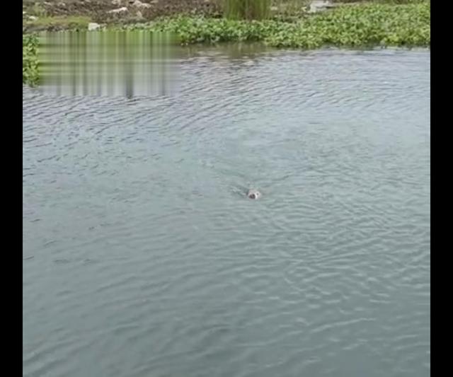 饵料|意外到惊喜到激动,一条爆护破纪录