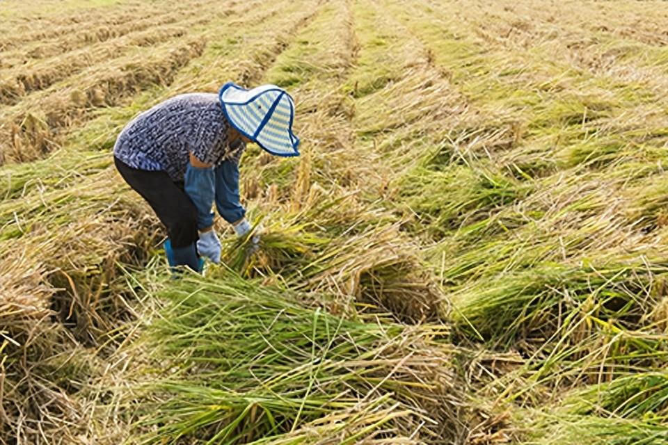 白菜|萝卜白菜价格腰斩,农产品市场遇“寒冬”
