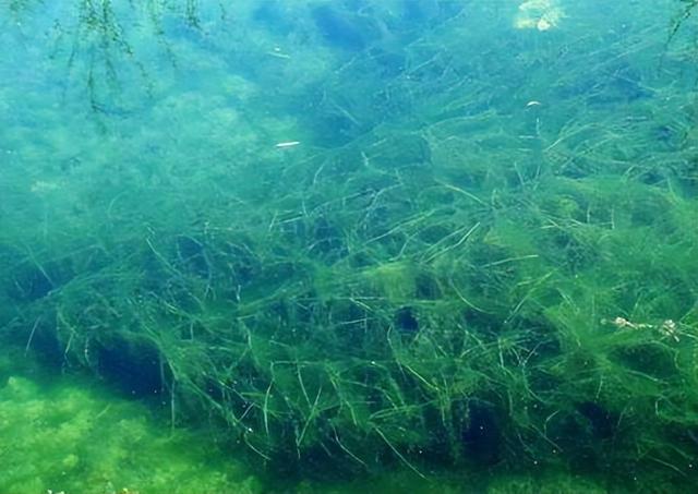 红薯|我国瞧不上的“野菜”,却被日本大量进口,还称其为“长寿菜”?