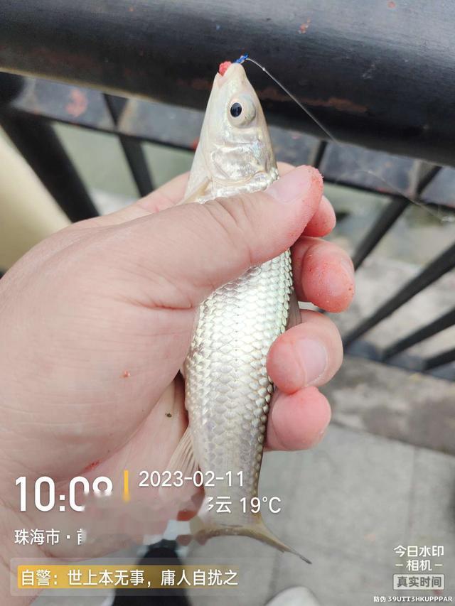 |浪急风高，大鱼偶得，罗非应接不暇