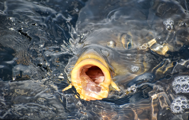 |小钩细线怎么遛大鱼?