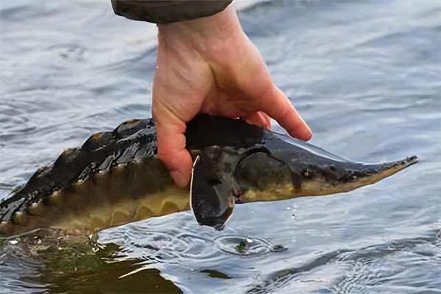 鱼子酱|俄罗斯70万一勺的鱼子酱，到了中国后，为何却变成了“白菜价”？