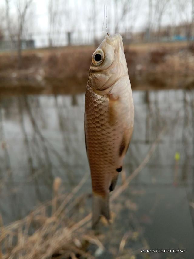 饵料|早春鱼囗啥规律？他处大板我奶鲫。