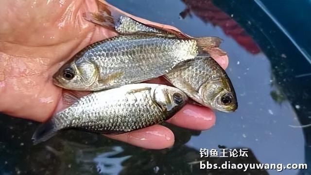 饵料|钓鱼王新款饵料“红虫”搭配今晚吃鱼，爽钓小鲫鱼