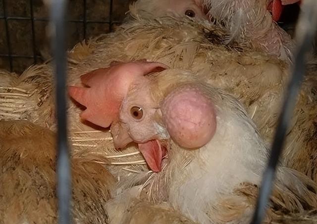 鸡蛋|再次曝光：多批鸡蛋检出兽药，长期食用可能对身体有害