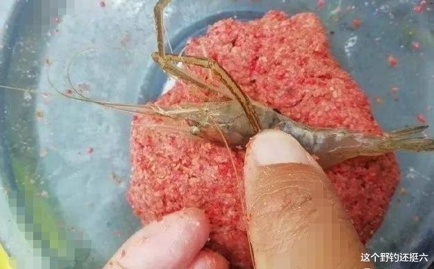 饵料|“冻干饵料”是否违规引争议。钓鱼比赛是非多,是谁在推波助澜?