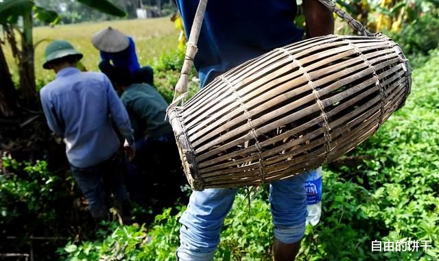 |精品鼠肉:越南、柬埔寨偏远地区深受人们喜爱的美食居然是老鼠
