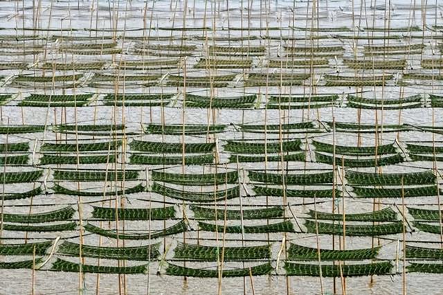 红薯|我国瞧不上的“野菜”,却被日本大量进口,还称其为“长寿菜”?