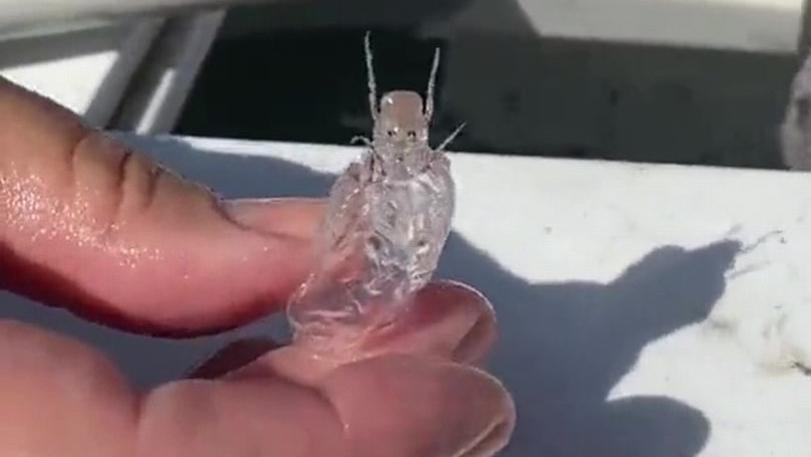 渔民发现奇特海洋生物，全身透明，状似“外星人”