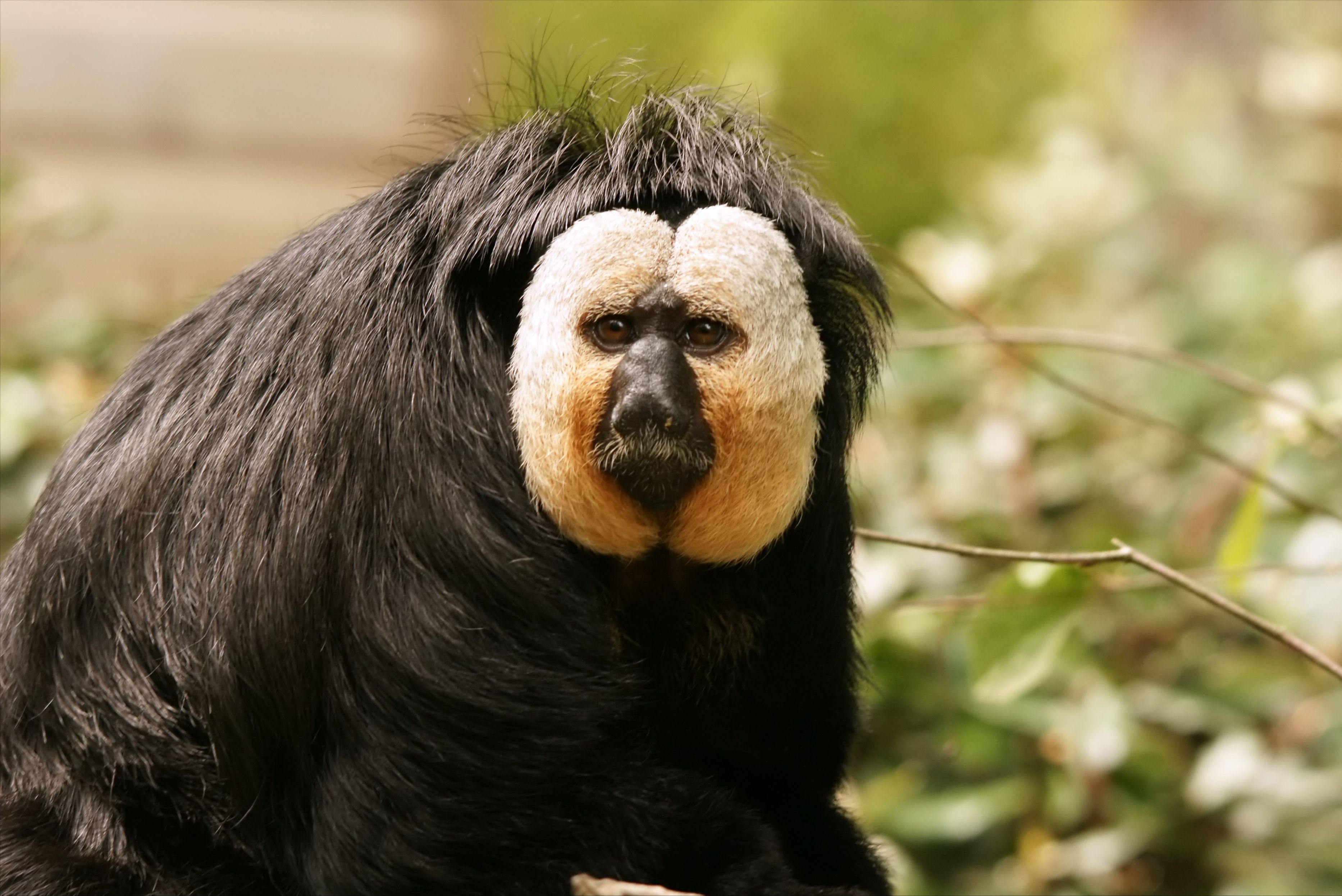 "炸裂长相"背后的小可爱:白面僧面猴,社恐杜杜的故事 - 电影资讯(主打