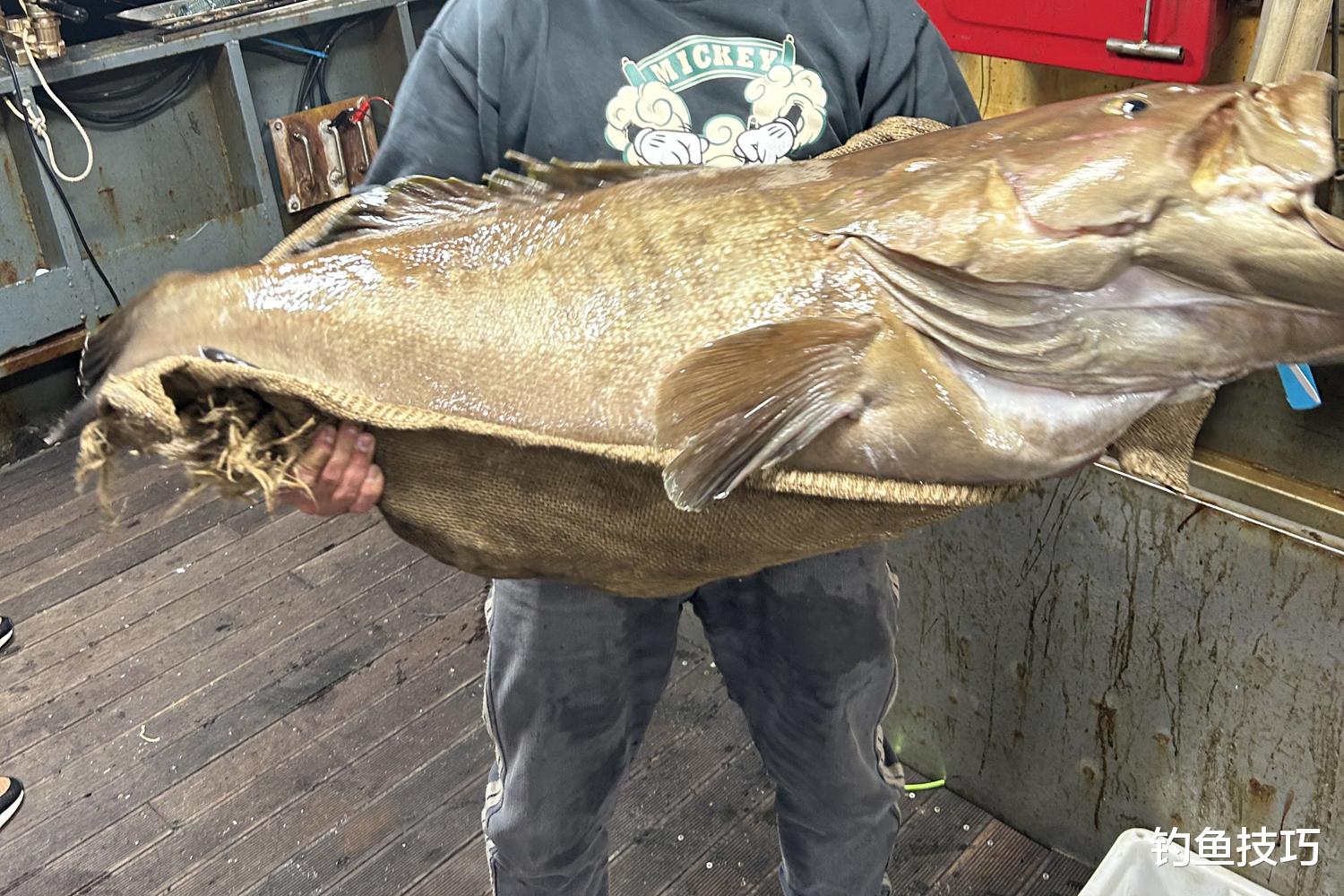 海钓|如何钓大石斑鱼？钓石斑鱼的4个秘诀