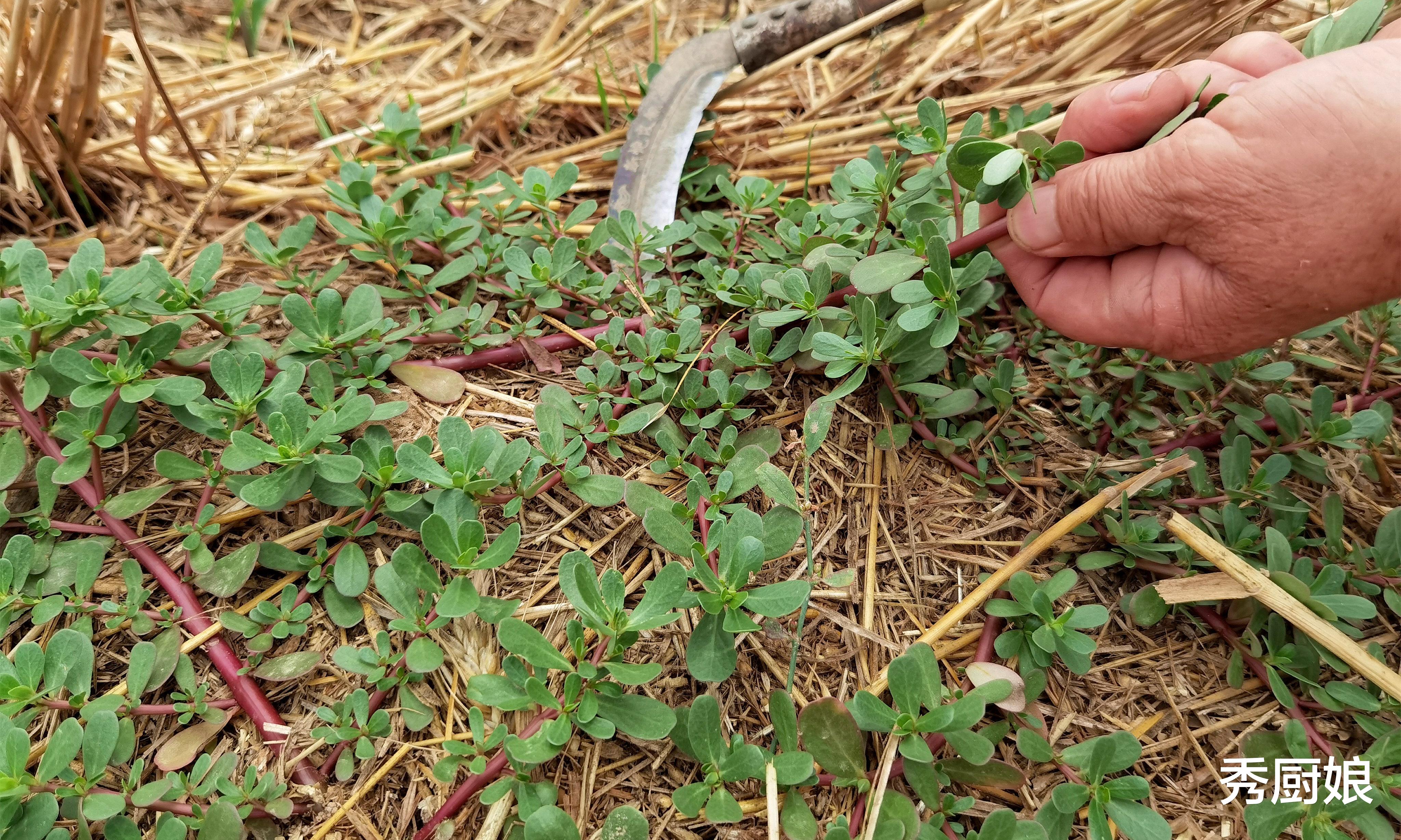 青霉素|自带“青霉素”的5种菜,秋冬季要常吃,提高免疫力,健康过秋冬