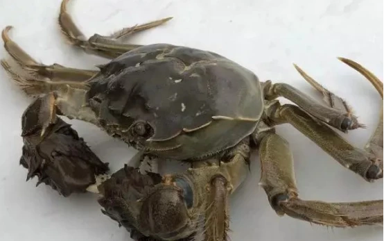 面条|买螃蟹时，是挑青壳的还是黄壳的？老渔民告诉你正确答案，网友：涨知识了