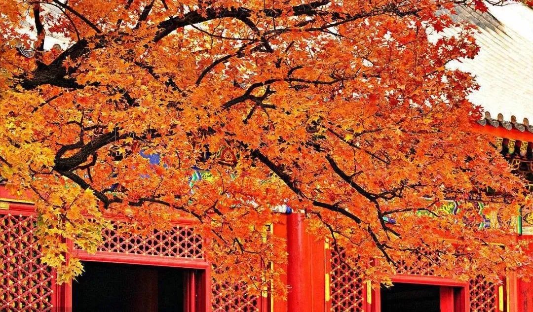 |中国八大最美赏秋旅行地，每一个都是美如图画！