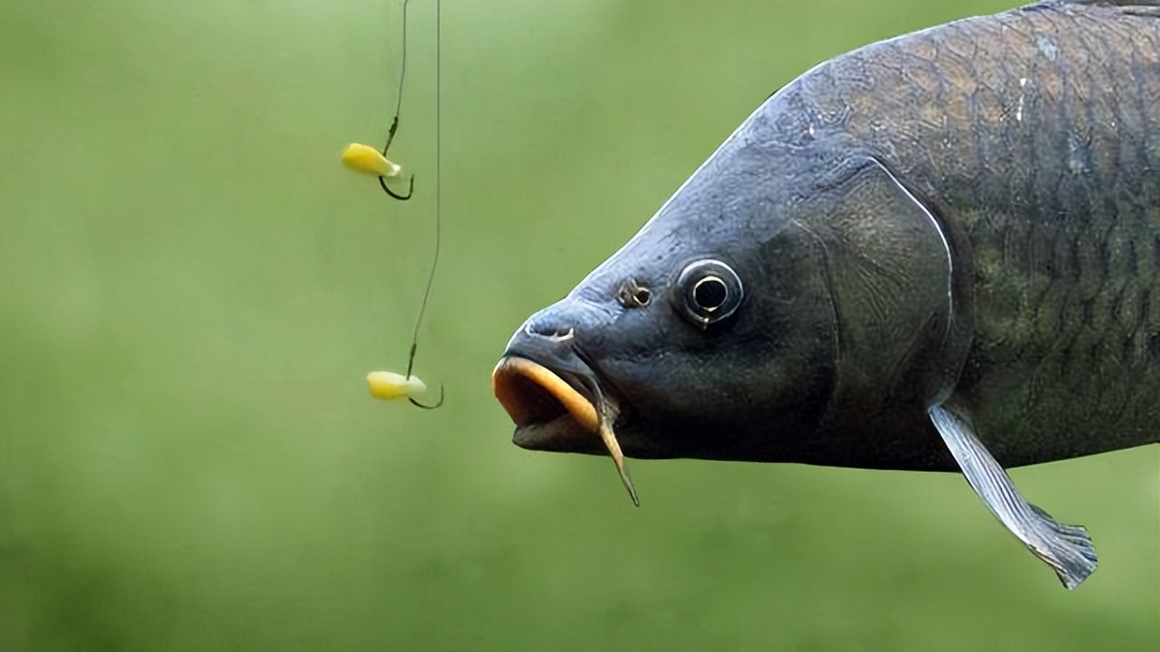 饵料|调高钓低还是调低钓高?一个简单判断方法,以浮漂吃铅量来决定