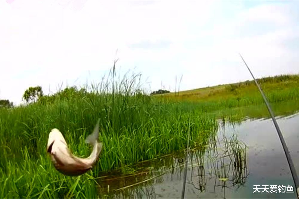 鲫鱼|夏天钓鲫鱼，4个招数出奇制胜，天然也能狂拉