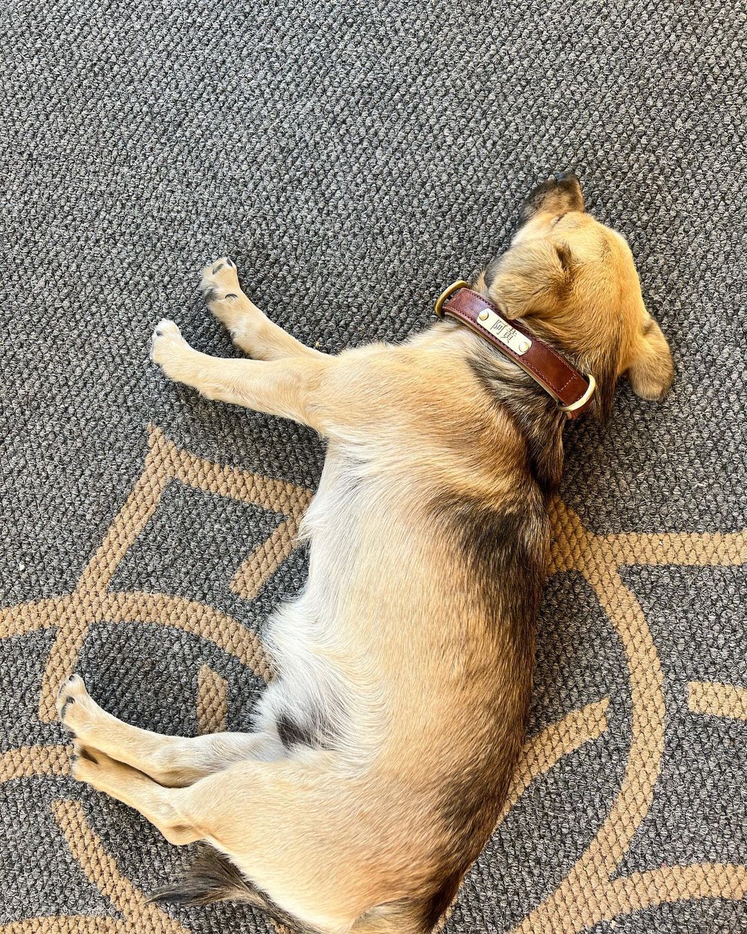 Angelababy罕晒母子合影,与名叫阿黄的爱犬同框引热议