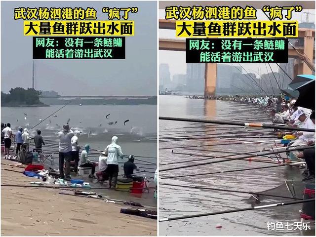 |长江武汉段大鱼乱蹦，现场钓鱼人懵了！反常鱼汛释放了什么信号？