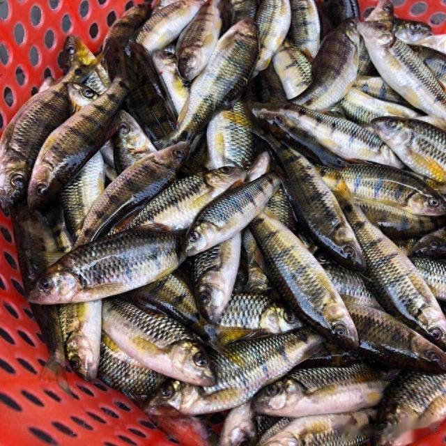 日本天皇|曾多到没人吃的4种小鱼，如今身价翻倍，成日本天皇的心头好？