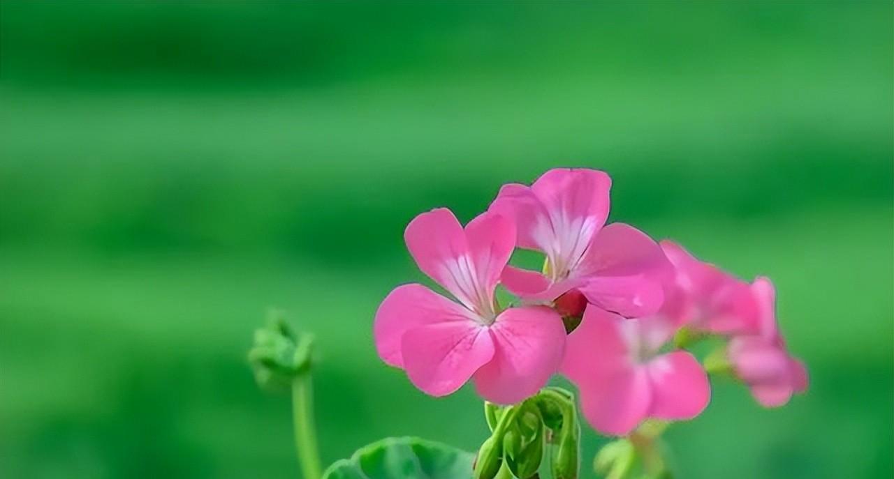 排骨|“排骨不能动,我孙子爱吃”儿媳把整盘排骨倒给女儿:一块都不留