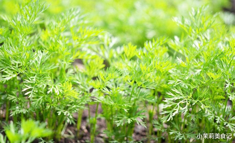 鸡蛋|吃10斤鸡蛋不如1斤它,秋天免费的“补钙专家”,蒸一蒸,暄软滋味足