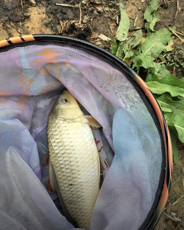 夏季高温怎么钓鲫鱼?