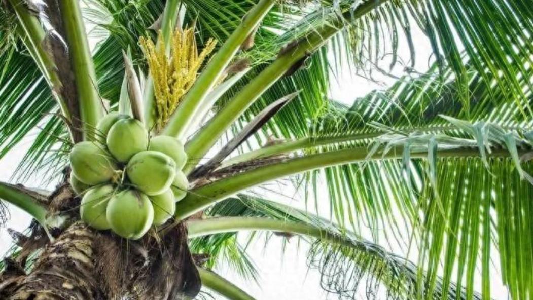 |世界上“最不正经”的椰子树：从不结一个椰子，却能养活上百万人