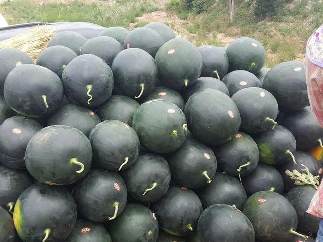 |30年前风靡一时的水果,1个轻松长到30斤,为何如今销声匿迹?