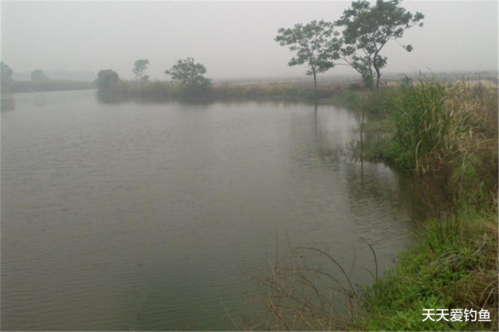 鲫鱼|不是什么天气大鲫鱼都靠边,春季野钓大鲫鱼,最适合的4种天气