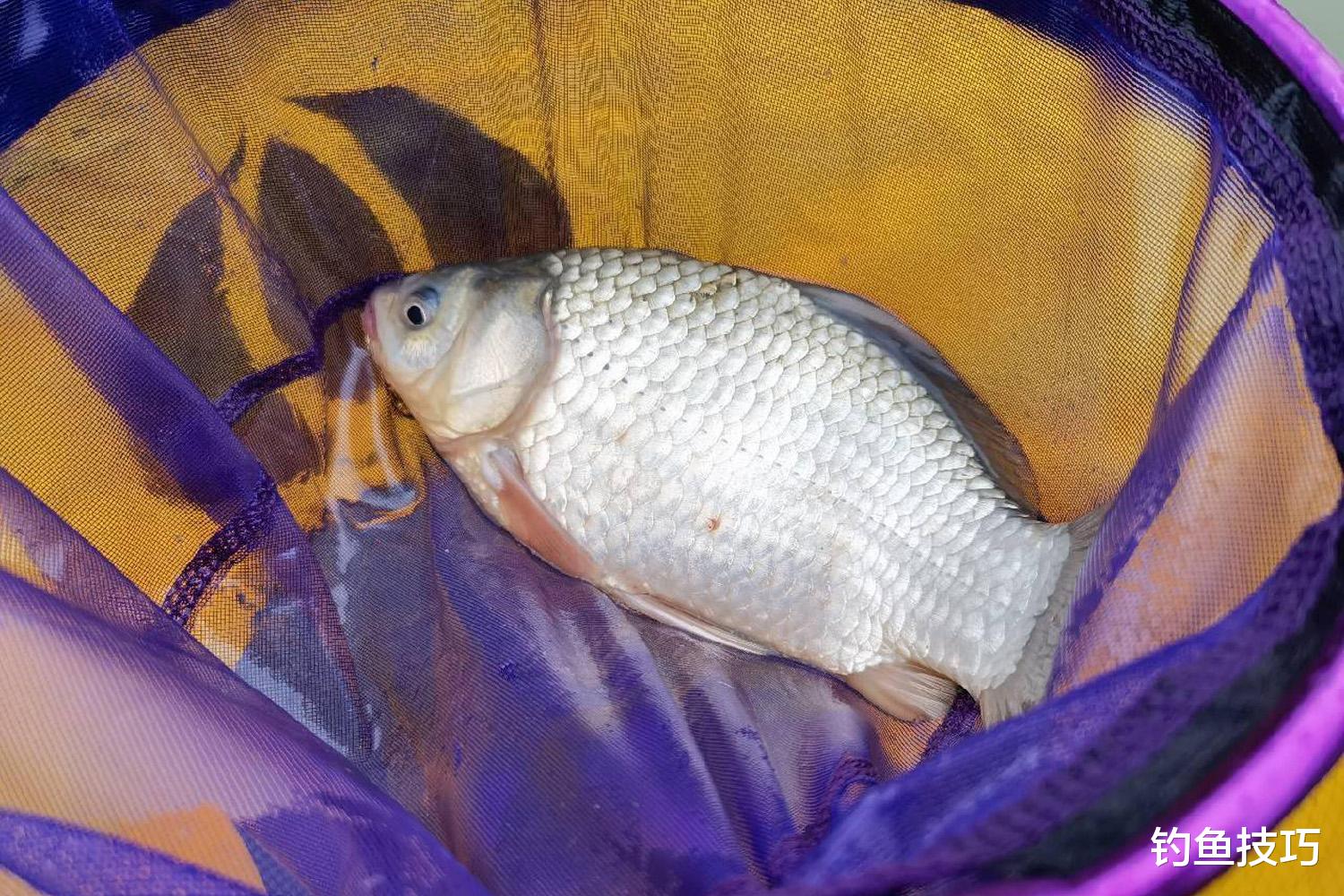 钓鲫鱼窝子留鱼时间长短的4个因素