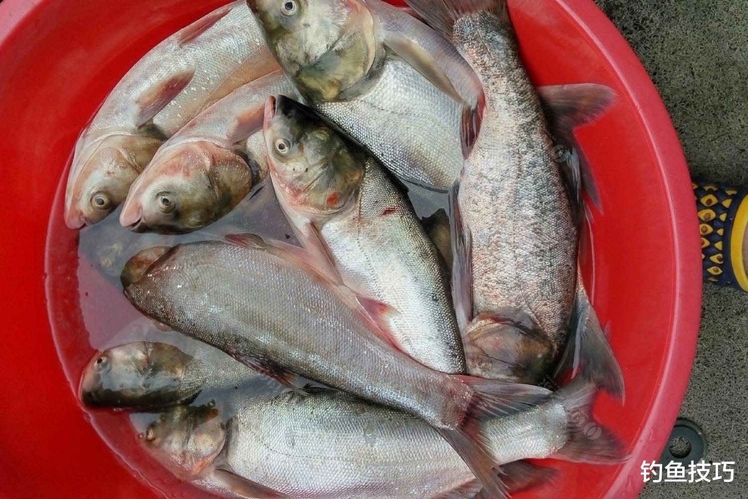 初秋钓鲢鳙的5个要领，钓鲢鳙最后的狂口期