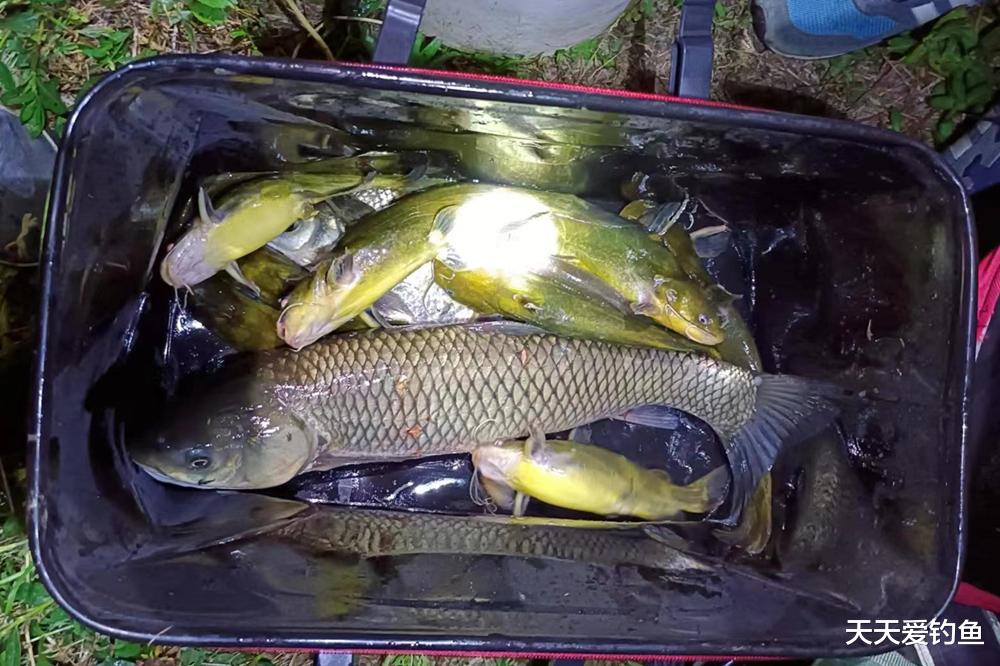 饵料|晚春夜钓4大爆护招数,大鱼一条接一条,狂拉很容易